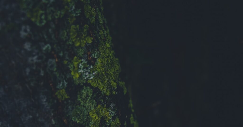 Best Content Curation Software to Automate Discovery & Boost Engagement